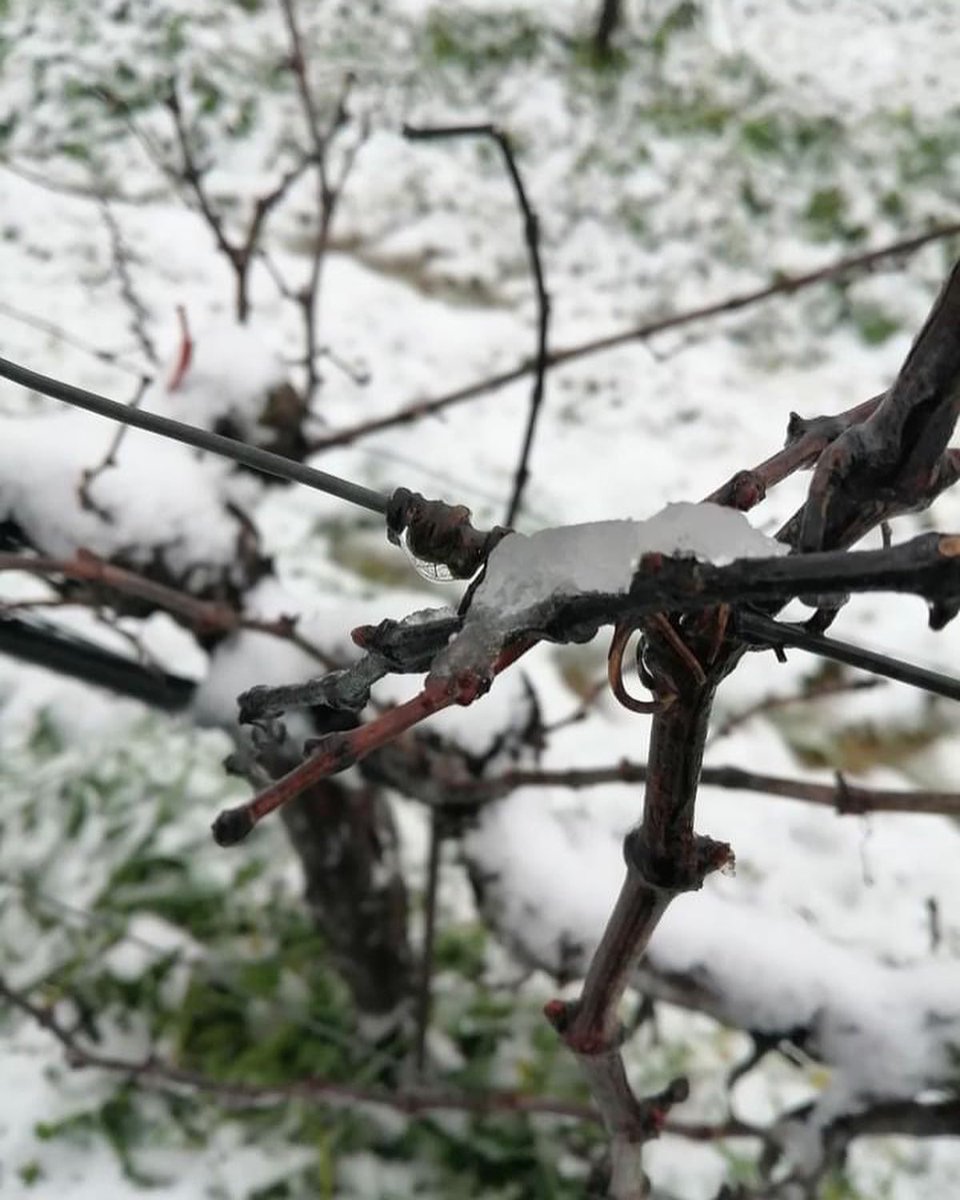 winesofcrete's tweet photo. Snow ❄️ fall in the South Heraklion where #strataridakis_winery is located.
This time almost all the island of #Crete was covered with snow.
Meanwhile our team prepares the Cretan Wine fair #OiNotika in #Heraklion, #Chania and #Cyprus!
#winesofcrete
@winewankers https://t.co/0sTtbB7Quf