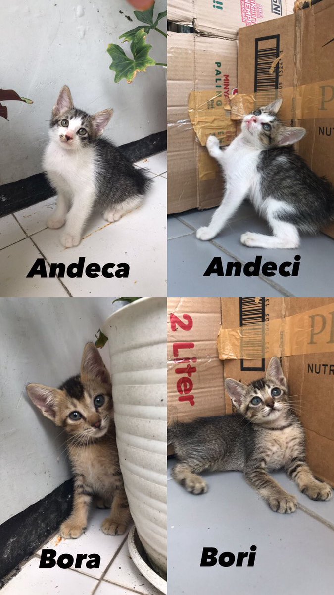 rumahichi's tweet photo. Mohon bantuan RT min @infomalang. ADOPSI GRATIS*
Andeca Andeci 
Bora Bori (✅Sdh teradopsi)
Jantan, 2 Bulan. Harus sepasang.
📍Bunulrejo
Foto/video/info lebih lanjut DM IG atau WA 081.334.756.291 Terima kasih. 🙏🏼 https://t.co/yvDXqq7baQ