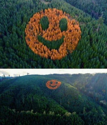 DentistryTfi's tweet photo. A #man planted #larchtrees on a #hillside of #firs.
Every #Fall (#Autumn) the larch trees #changecolour,
but the firs don't. https://t.co/XePqHd1WSb