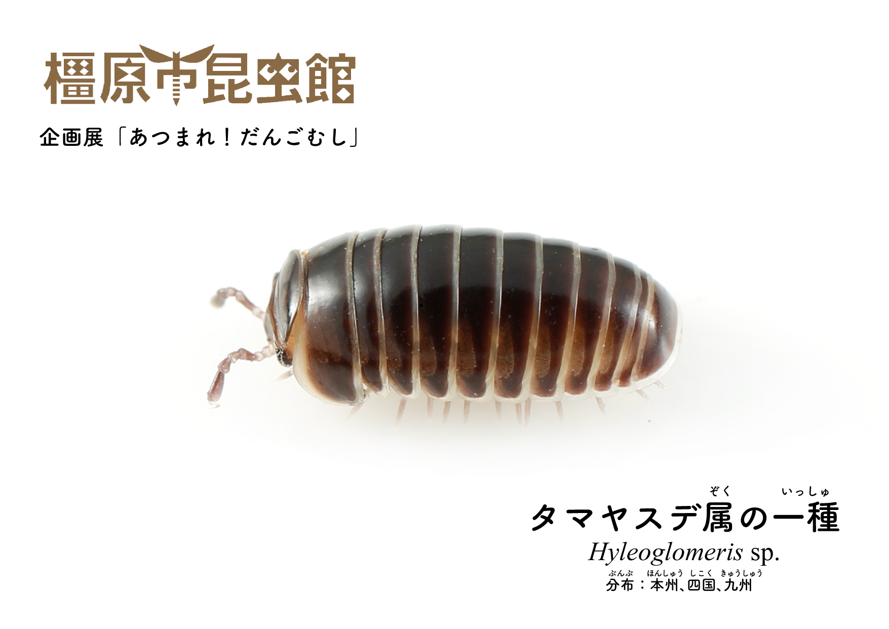 せっこう Sekko Hy Twitter