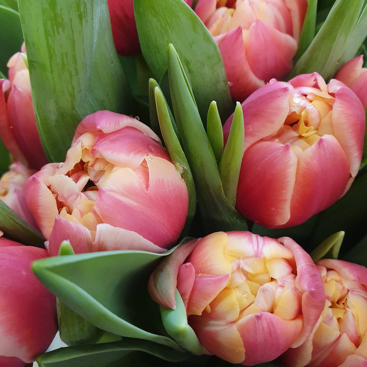 Bluememaa's tweet photo. Frühling für dein Haus. Bestelle dir jetzt Tulpen für zu Hause. POSTVERSAND in der ganzen Schweiz.  
https://t.co/zabOYzrAbe https://t.co/TLLN3vm72M