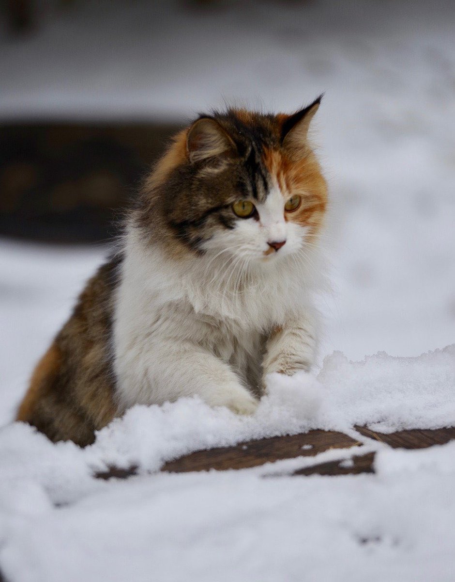 Lovely Wednesday dear friends…☃️❄️🐈💕 #GoodMorningEveryone 🌷 #WinterFalls ☃️ #CoffeeTime ☕️ #CatLovers 🐱 #StayPositive 💗