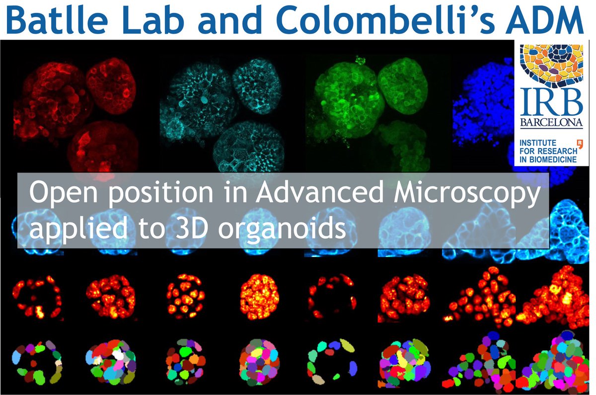 📢 Great opportunity to join our lab and Julien Colombelli’s Advanced  Digital Microscopy unit <a href="/IRBBarcelona/">IRB Barcelona</a> within the mach3cancer.org consortium to develop new methodology in 3D microscopy 🔬applied to organoids

📝Read more and apply here➡️. bit.ly/3tUTfVU