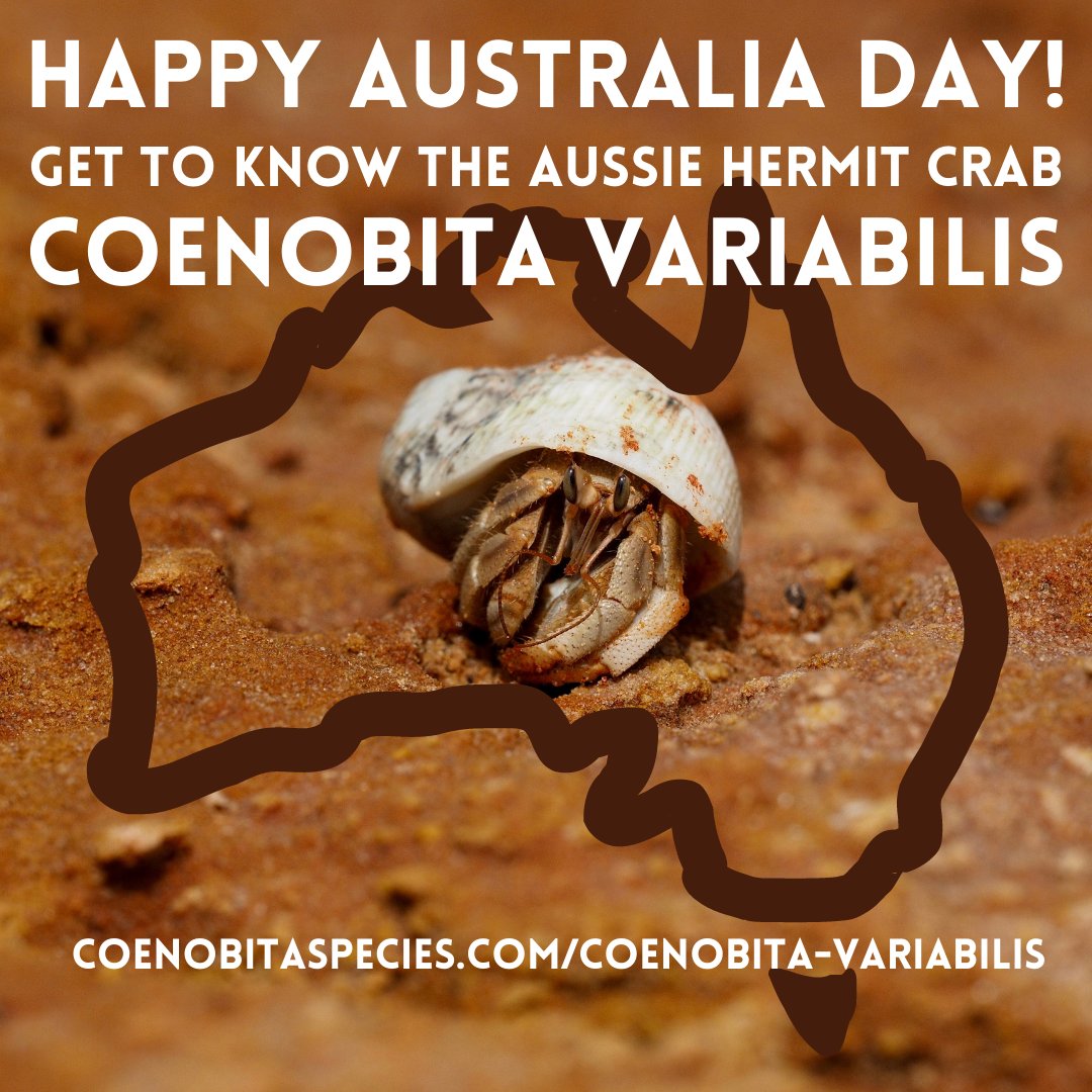 LHCOSociety's tweet image. Coenobita variabilis is easily mistaken for Coenobita compressus even though they come from two different parts of the world.
Learn more:
coenobitaspecies.com/coenobita-vari…
#hermitcrabs #educationnation #australiaday
