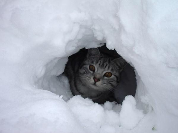 Кот снежок. Снежный кот. Вот он снег. Рыжий кот идет по снегу. Приколы про зиму.