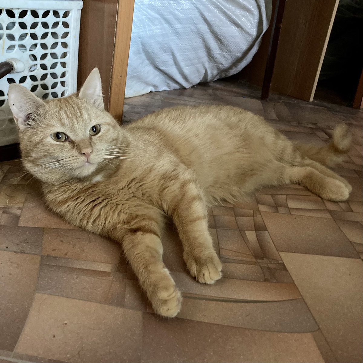 NikitaPost's tweet photo. The search for adventure on your own head is sometimes still replaced by rare moments of rest, as well as breaks for sleep and food #cat #cats #ilovecats #ilovemycat #pet #pets #home #homepet #homepets #ilovemypet #beautiful #pretty #furry #love #catsphotography #photooftheday https://t.co/r7ByLBTHum