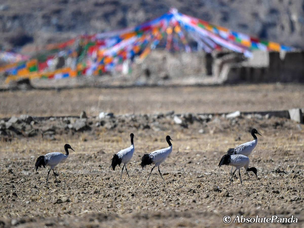 AbsolutepandaCD's tweet photo. The Black-necked Crane is the only kind of plateau crane in the world. It is a sacred bird in the eyes of the Tibetan people. It breeds in Tibet in summer, move to Yunnan and Guizhou in winter, and a few fly over the Himalayas to Bhutan to overwinter. #鹤 #Crane #AbsolutePanda https://t.co/hZ0Z9ofqZF