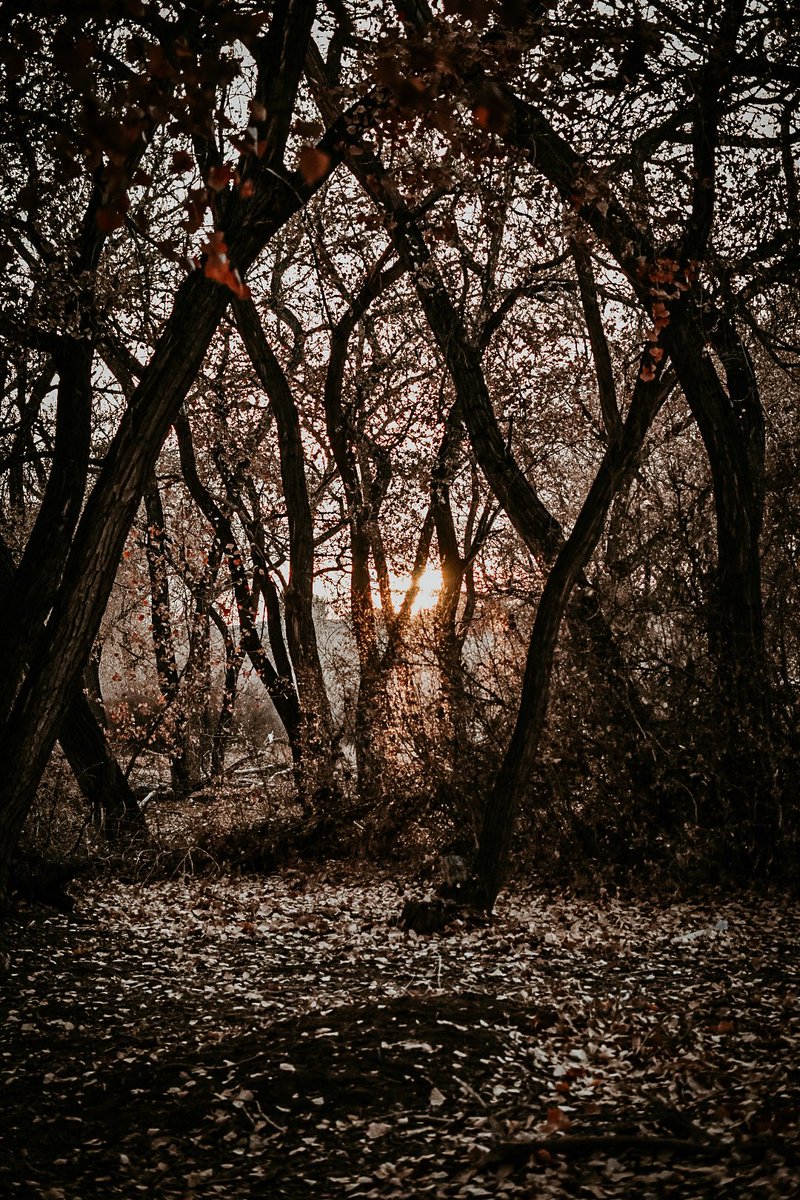505FamilyAdvtrs's tweet photo. @0xDavila What up! Photographer from New Mexico here.. https://t.co/cOhXeK0eH0