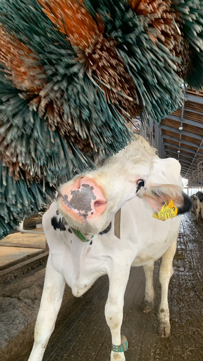 mominoki_farm's tweet image. ブラシ、キモチィ