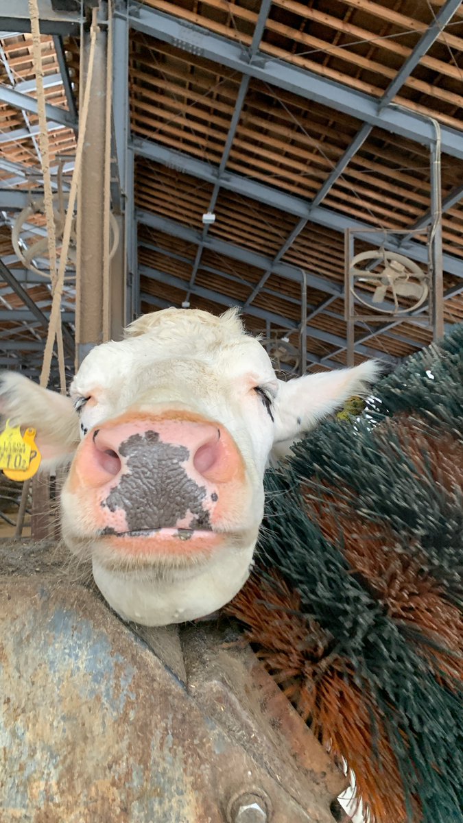 mominoki_farm's tweet image. ブラシ、キモチィ