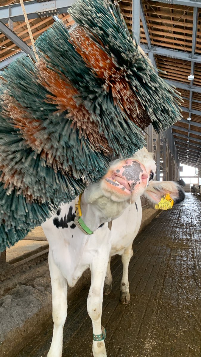 mominoki_farm's tweet image. ブラシ、キモチィ