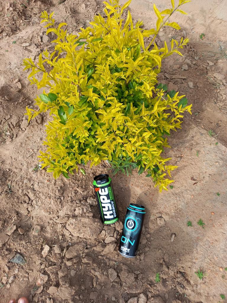 MikhongeloP's tweet image. @hypeenergyza #HYPETHESUMMER #MadeForPower