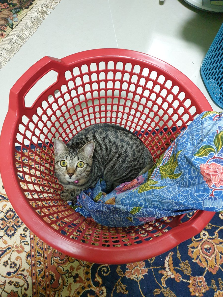 CatStorageIdeas's tweet photo. Laundry basket. Fits one cat. Laundry may be also be stored in the same basket, under the cat, but only if you do not require cat hair-free clothing. Nelly's preference is to be stored with a batik cloth that has been repurposed as cat bedding
#cat #CatsOfTwitter #catstorage https://t.co/n7IN2KbZJe