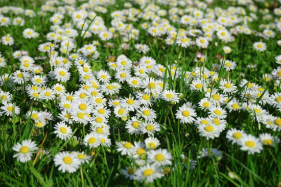 NHPRS's tweet photo. Cory Harris is investigating into the medicinal ethnobotany of #Asteraceae, the largest family of plants in North America. Check out his latest work published by the Canadian Science Publishing (CSP). https://t.co/pdnRc0kMx3
#NHPRS #JNHPR #ethnobotany #CanadianSciencePublishing https://t.co/c0ysSFcyc7