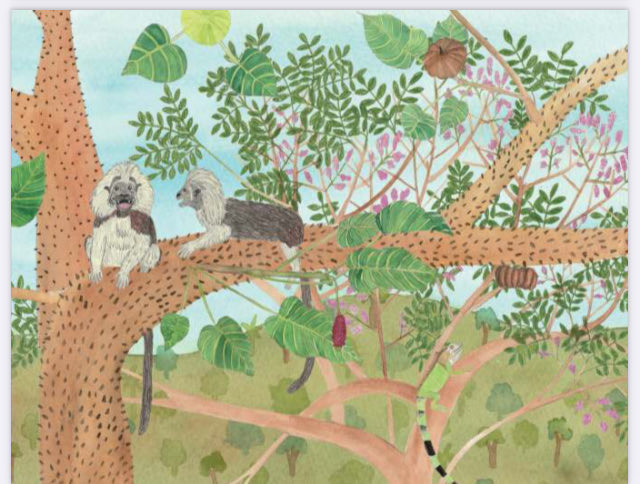 RicardaRiina's tweet photo. El bosque seco de Colombia en una cartilla ilustrada para peques y grandes! Descargar aquí: https://t.co/HqpmkoIyZS https://t.co/us4rCwV1kO