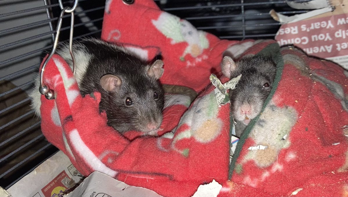 minitor2003's tweet photo. @anoticingsenpa1 With Lightning’s newspaper eyepatch and Sparks ear nick, these girls were looking mighty piratty https://t.co/rfEPMPNib1