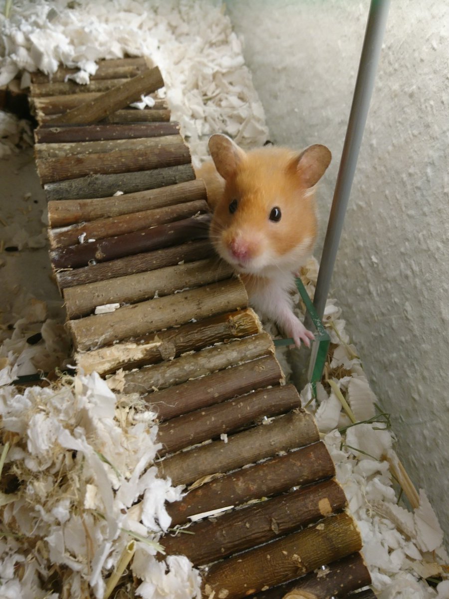 HandOfSchnoz's tweet photo. #DailySerotonin
I love her ears so much https://t.co/93b5llsm97