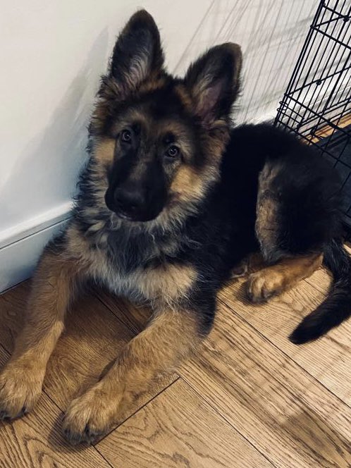 Morning Twitter! #dogs #DogsofTwittter #GermanShephard