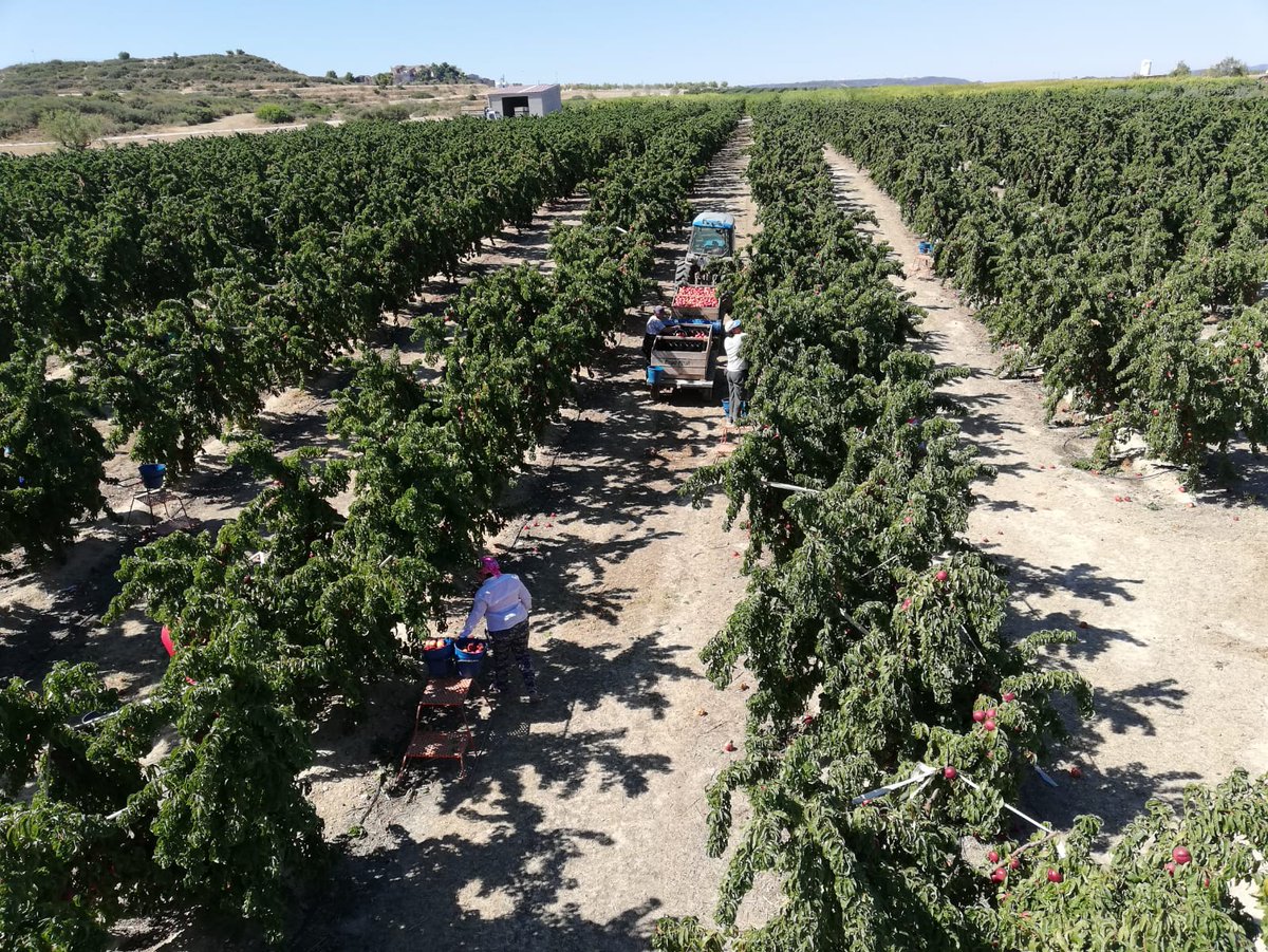 SegreSegur's tweet photo. #Agroseguro presentó ayer las novedades del seguro de frutales 🍏 en Aragón y Catalunya.

Tenéis un resumen aquí: https://t.co/LIgbvN3NvL https://t.co/TXoupgUgfW