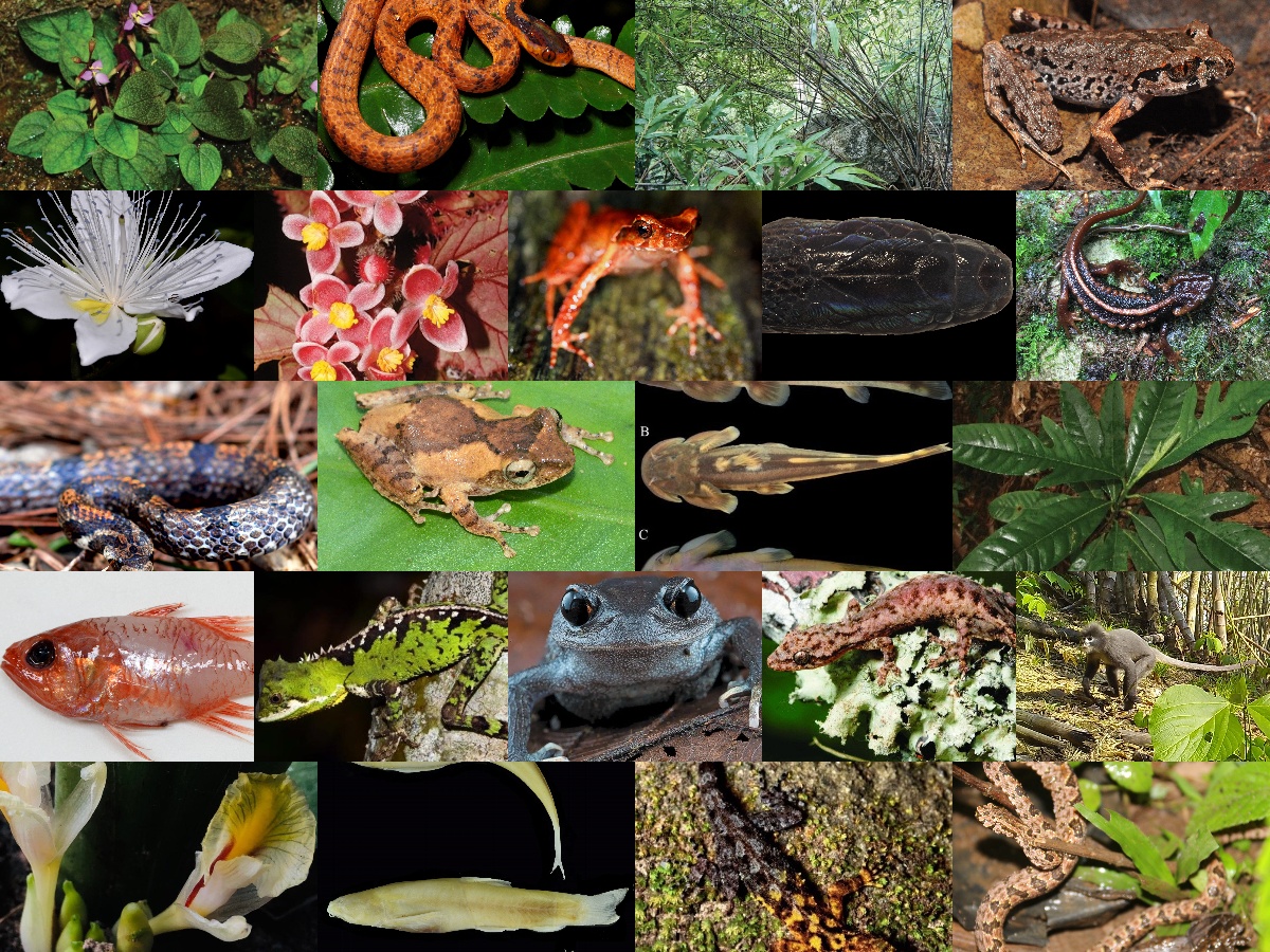 Mekong WildlifeTrade on Twitter: "Many species go extinct before they are discovered, driven by habitat destruction, diseases spread by human activities, predation and competition from invasive species, &amp; the impacts of illegal