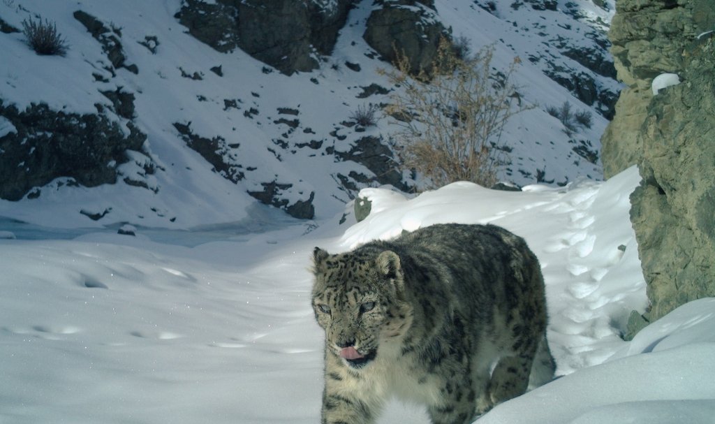 #RepublicDayIndia #wildlife #snowleopard #Ladakh
#biodiversity #conservation
#IncredibleIndia

Republic Day Greetings!

Wildlife Protection Division Kargil,
UT of Ladakh