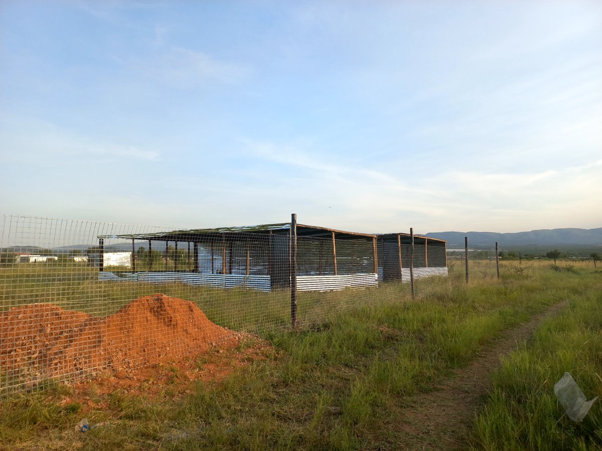 PaynterPoultry's tweet image. Being a young black farmer with no support its hard to breakthrough. After I spend approximately R70000 I&apos;m being told by Bakgatla ba Mmakau Tribal office to remove my structures. Mind you I have been a backyard farmer all long now I wanted to expand to cover the demand I have.