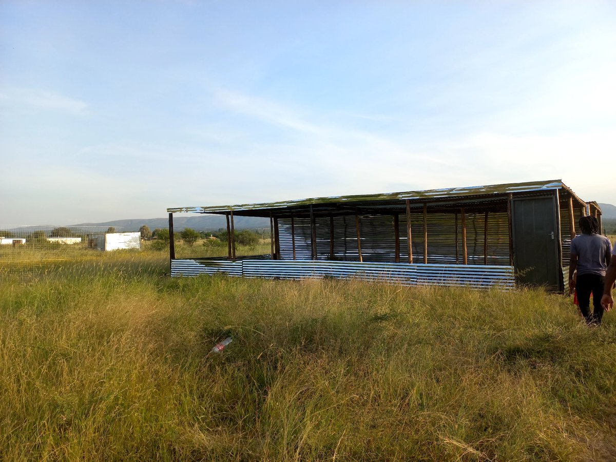 PaynterPoultry's tweet image. Being a young black farmer with no support its hard to breakthrough. After I spend approximately R70000 I&apos;m being told by Bakgatla ba Mmakau Tribal office to remove my structures. Mind you I have been a backyard farmer all long now I wanted to expand to cover the demand I have.