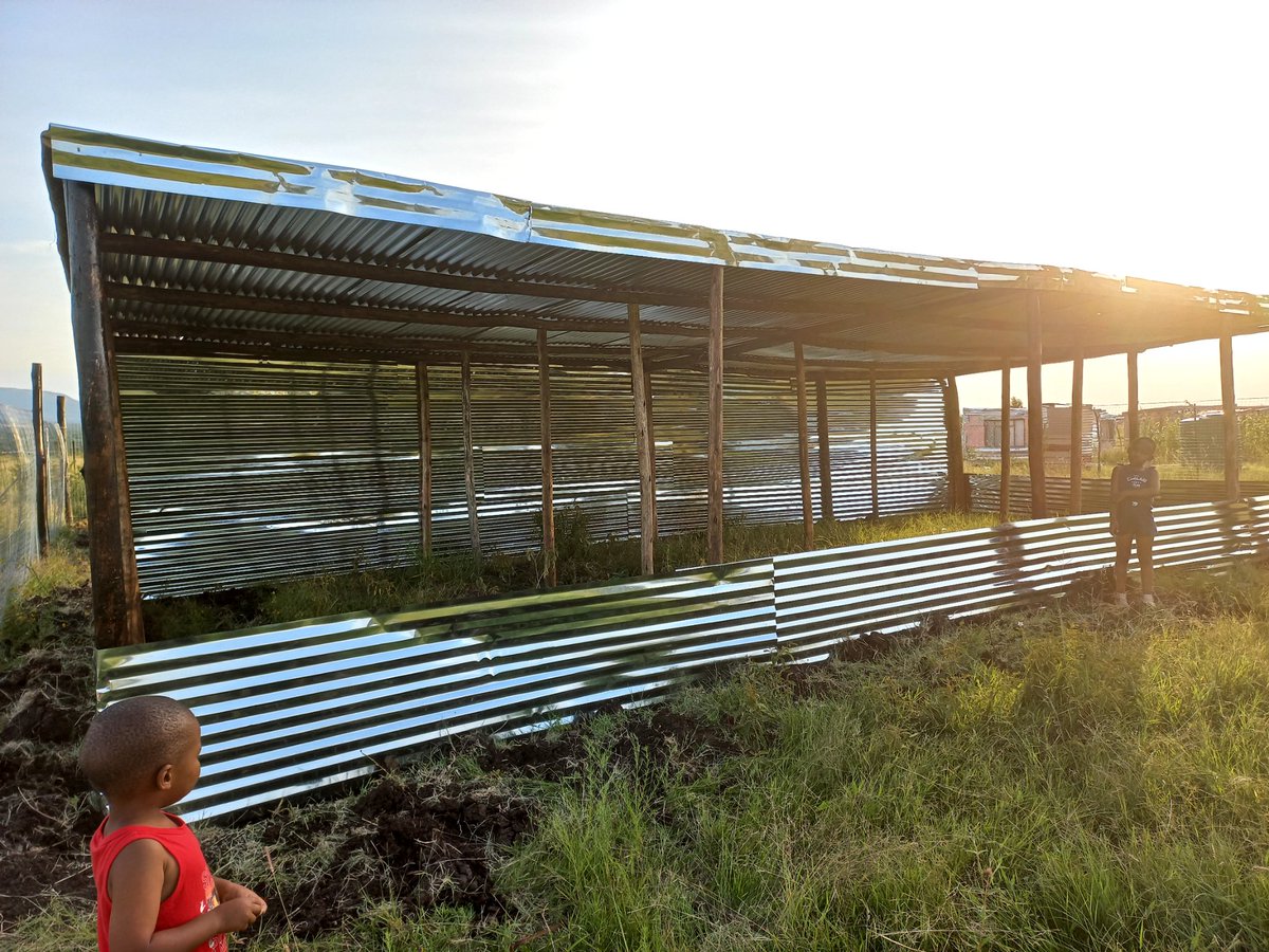 PaynterPoultry's tweet image. Being a young black farmer with no support its hard to breakthrough. After I spend approximately R70000 I&apos;m being told by Bakgatla ba Mmakau Tribal office to remove my structures. Mind you I have been a backyard farmer all long now I wanted to expand to cover the demand I have.