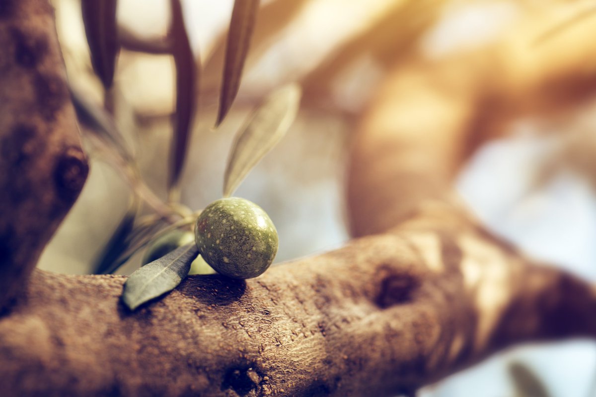 AcresVirtual's tweet photo. Fruit trees grow well in urban and suburban settings.
If you haven’t ever considered planting fruit-bearing trees, here’s your chance! 

2022 should be the year you start your very own home orchard!
#virtualacres #tree #fruit #food #orchard https://t.co/hb9HH82TX0