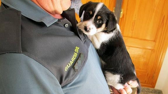 guardiacivil's tweet image. No cambiarás el mundo adoptando un perro, pero si harás que su mundo cambie para siempre. 

#YoSiPuedoContarlo #FelizMiércoles