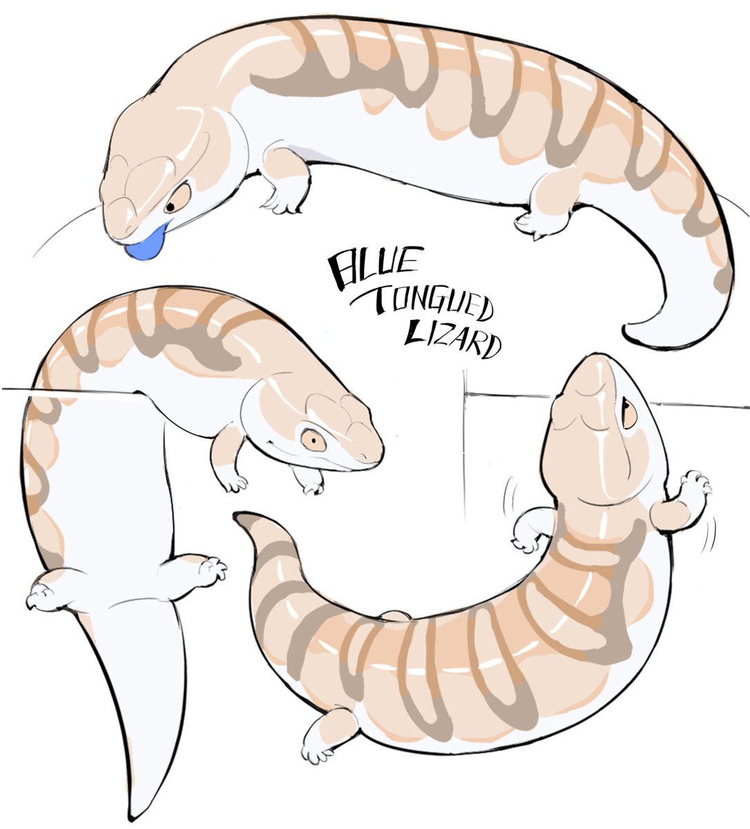 Blue tongued lizard