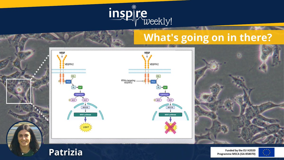 ItnInspire's tweet photo. A new #INSPIREWeekly! Today, @PatriziaPannuc2 (ESR#12) describes an #invitro method used to characterise the potency of novel molecular-targeted #anticancerdrugs. Read more👉https://t.co/jD6VzHaNcD   

@UniofNottingham #safetypharmacology #CardioOncology #InvestEUresearch #MSCA https://t.co/7ByrtRGW5e
