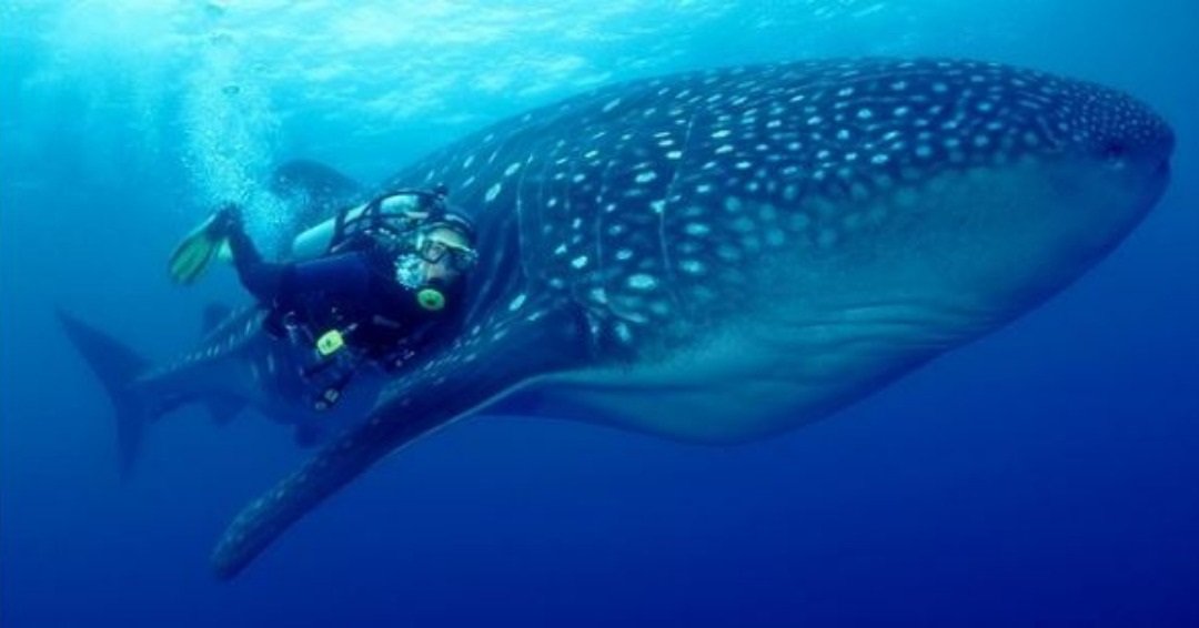 wpbefokmanufan's tweet photo. @ThobelaFMYaka @SamsungMobileSA @thobelafm I want shark diving and step into a parallel universe of beauty, free of Covid19, escap the lockdown and have an absolute fabulous time with the big tigers.
#MyFirstLoveMyGalaxy #A03CoreStorage @SamsungMobileSA @ThobelaFMYaka https://t.co/4ZxeDD34Uk