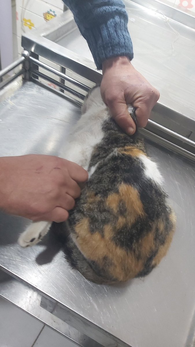 helpcatsmsallam's tweet photo. I received this cat..I noticed that there was a problem with his hand,and I thought it was broken..I took him to the vet..He said that his hand was broken in the past and it was completely healed but wrongly and he adapted to it
We gave him the necessary vaccinations and medicine https://t.co/dOUEqfSxdc