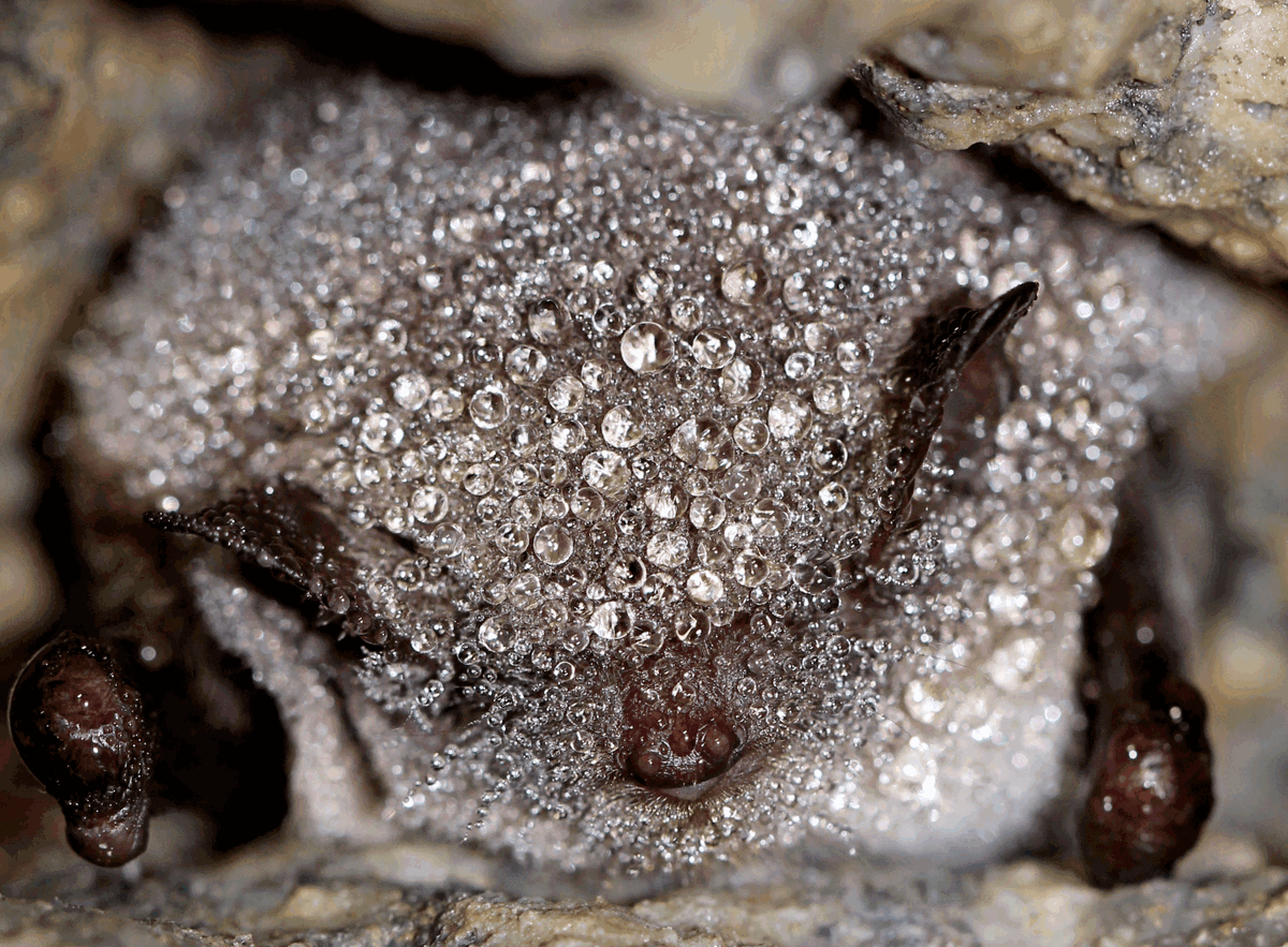 Amazing hibernating bats (Myotis daubentonii).
#bats #Chiroptera #hibernation