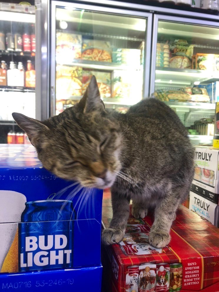 Bodega Cats (@bodegacats_) on Twitter photo 