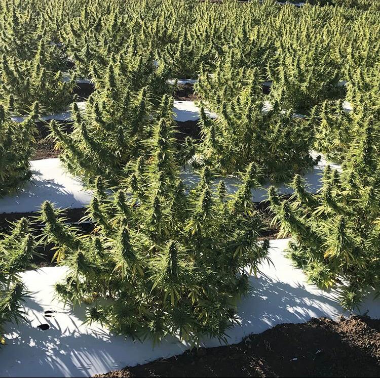 cannabishub's tweet photo. Heaven... https://t.co/HYIa44QkYJ