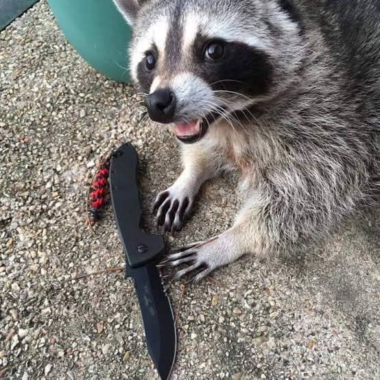 raccoonhourly's tweet photo. https://t.co/c8qlmhIKHh
