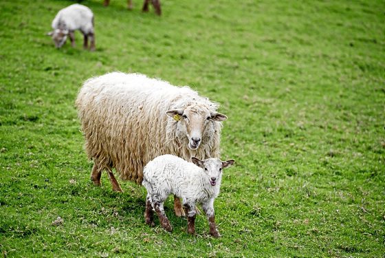 ENBA - Euskal Nekazarien Batasuna tweet media