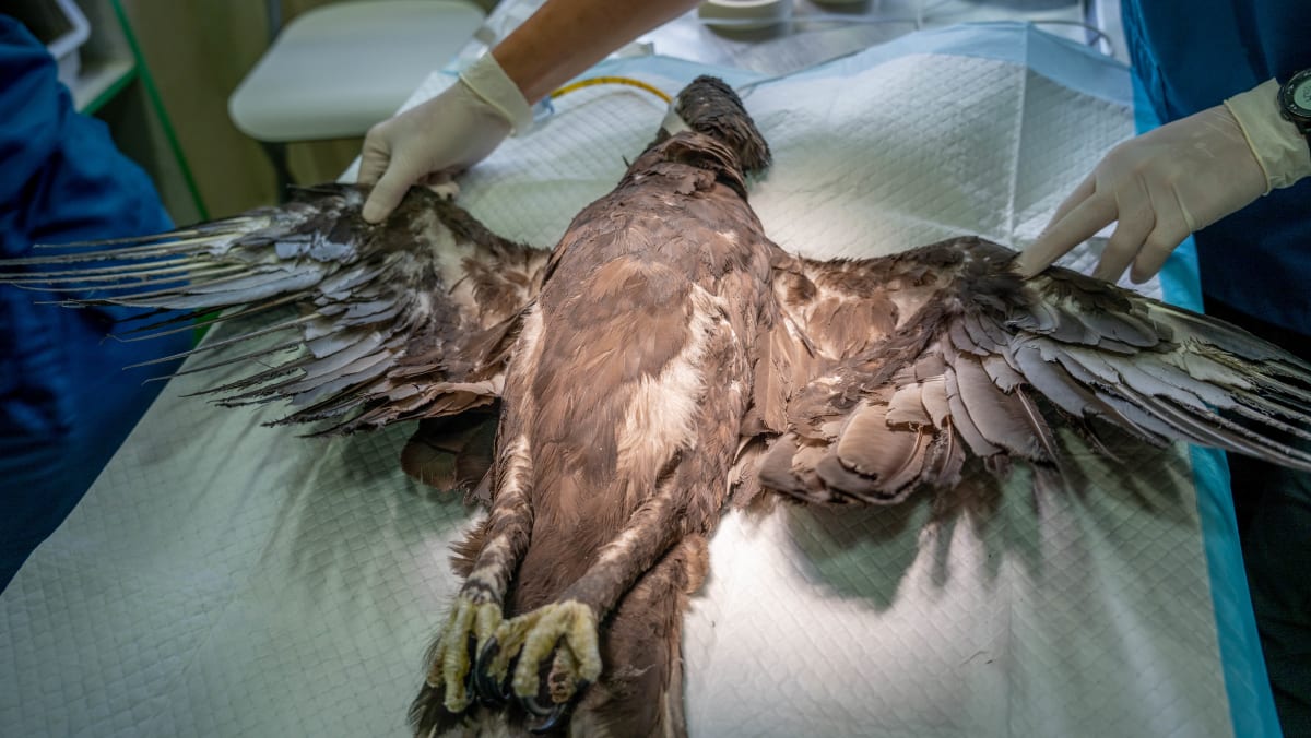 TODAYonline's tweet photo. Injured eagle released into the wild after vets use bamboo chopsticks to attach new feathers https://t.co/ZHp7ZTwf9g https://t.co/Q1WT6rA0St