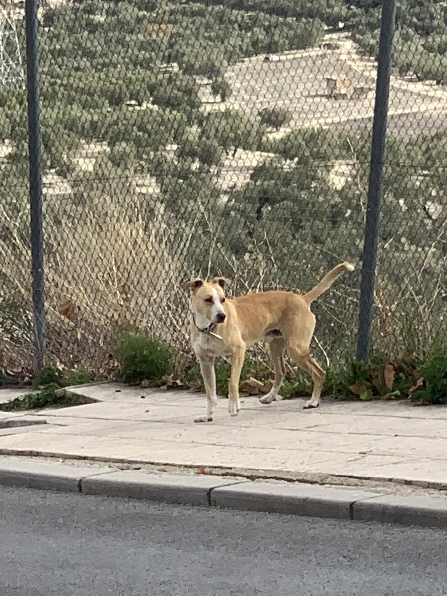 alfonsocab5's tweet photo. Perro perdido, en calle Ronda de la Misericordia, Jaén. Con collar, lleva unos días por la zona. @CondondeJaen @JaenSquare @huelladejaen @abydajaen RT 🙏🏼 https://t.co/knCjcBJyuX