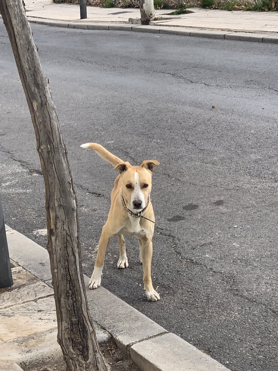 alfonsocab5's tweet photo. Perro perdido, en calle Ronda de la Misericordia, Jaén. Con collar, lleva unos días por la zona. @CondondeJaen @JaenSquare @huelladejaen @abydajaen RT 🙏🏼 https://t.co/knCjcBJyuX
