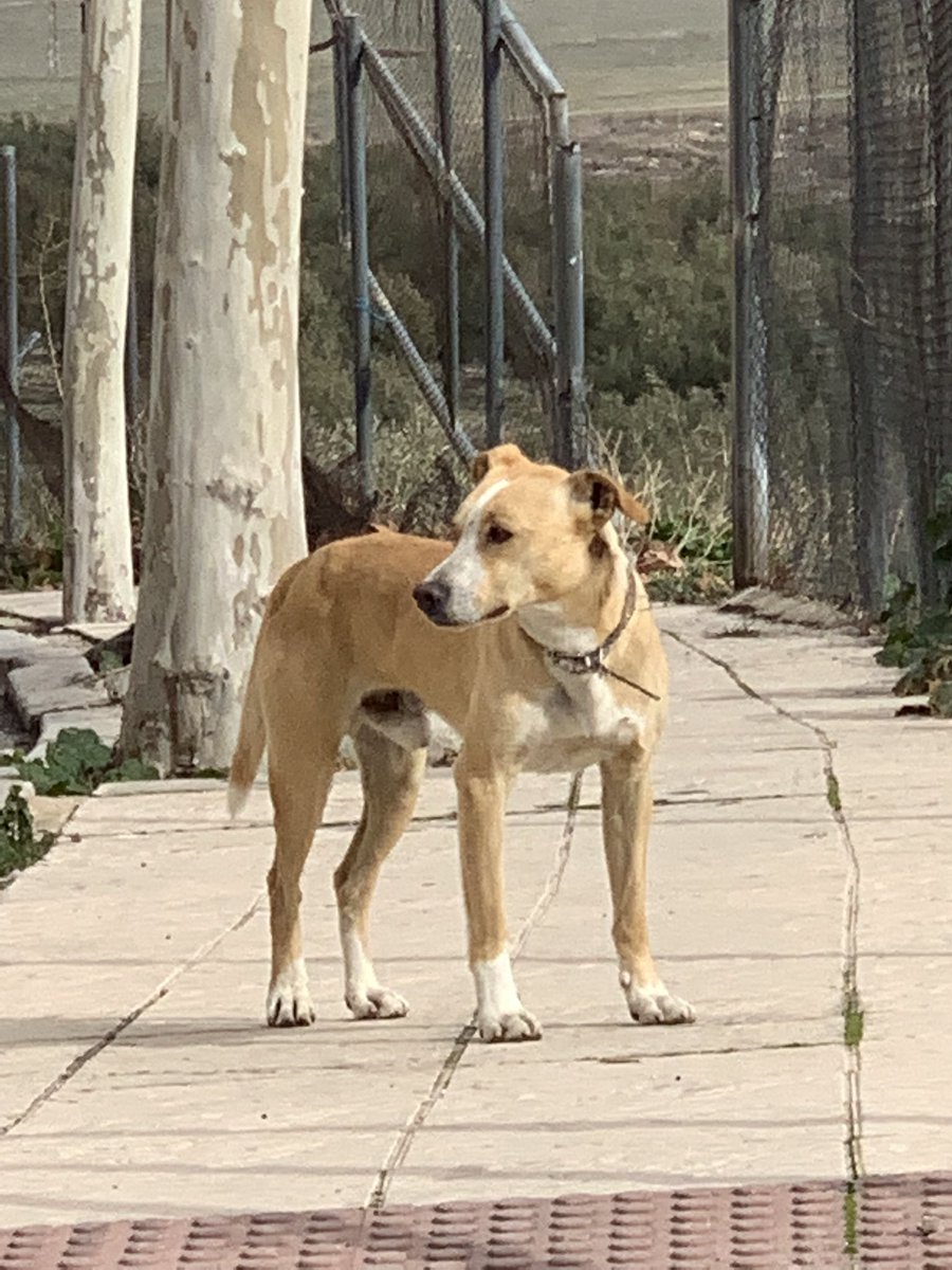 alfonsocab5's tweet photo. Perro perdido, en calle Ronda de la Misericordia, Jaén. Con collar, lleva unos días por la zona. @CondondeJaen @JaenSquare @huelladejaen @abydajaen RT 🙏🏼 https://t.co/knCjcBJyuX
