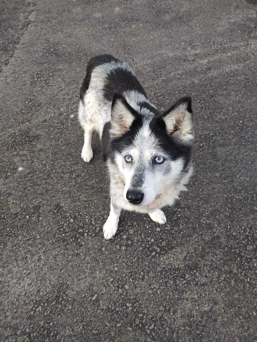 AdoptionsUk's tweet photo. URGENT, please retweet to help Lulu find a home #SouthWales  #UK 

AGED 15! Sadly her owner has passed away. She could live with children and perhaps another dog but she may enjoy a quieter home. She is housetrained
DETAILS or APPLY👇
https://t.co/pmFuQg1O9C…  #Huskies #dogs https://t.co/Y1MGj4ZpQe