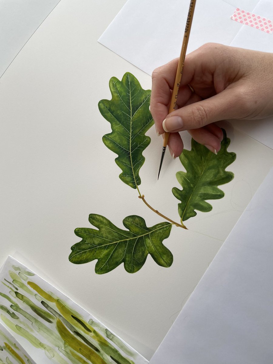 Working on an English Oak this week in the studio #botanicalillustrator
#englishoak