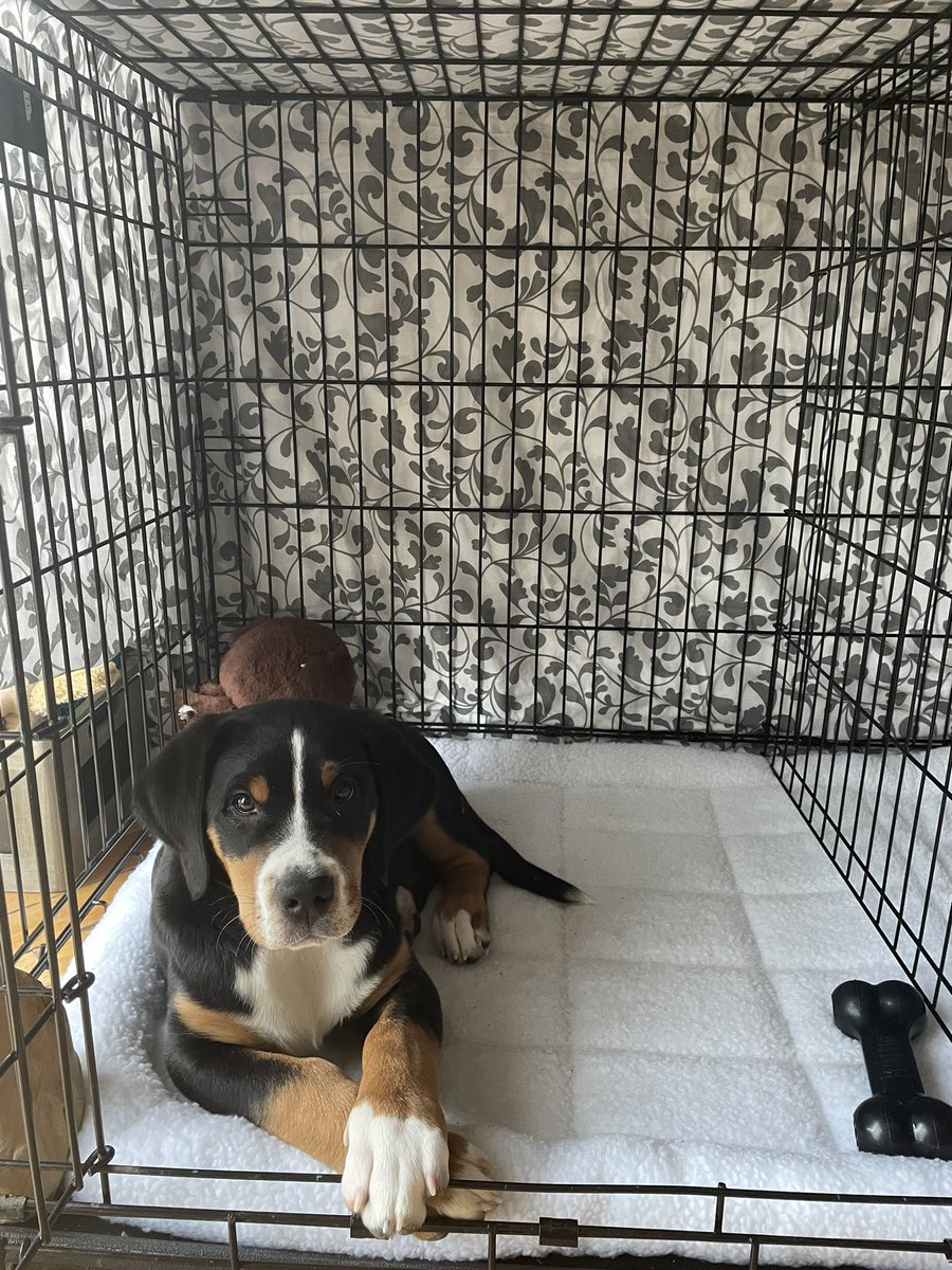 stelepanich's tweet photo. This is Redford “Red” our Greater Swiss Mountain Dog.  The sweetest boy. https://t.co/7VdHWZMEGU