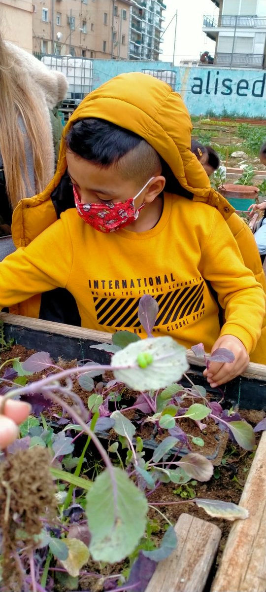 RedesCoop's tweet photo. #comunitaria 
Coincidiendo con el día #DiaMundialDeLaEducacionAmbiental que celebramos hoy 26 de Enero, las #actividadespanben esta semana han estado en el Huerto Comunitario de Aliseda. Es una actividad que se promueve desde #lamesadeentidades de Pan Bendito. https://t.co/8MGCLZkAUW