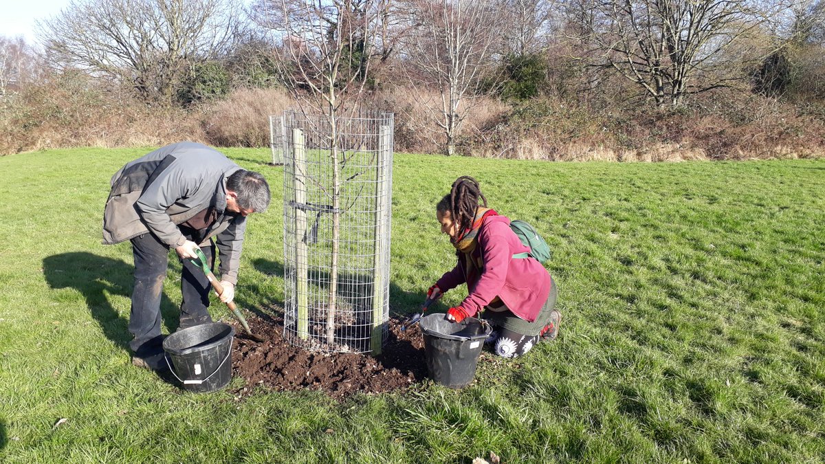 fruitnutvillage's tweet photo. Down on #BroadMeadowOrchard #TenAcres #Stirchley this morning. #PurplePershore #BettyGeeson #BeurreHardy. Grafted #MotherGardens trees. https://t.co/f1Tnm3qCaU