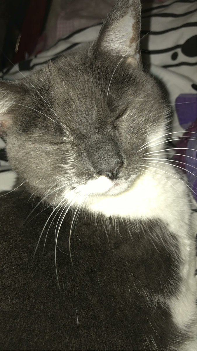 My cat claims she’s ‘helping’ me. 
She is lying. She’s a fuzzy ball of distraction #cat