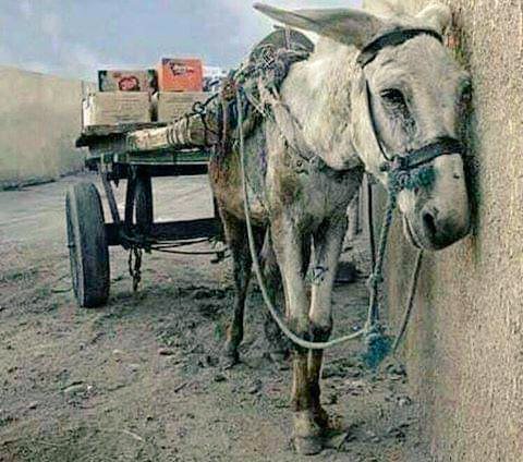 إياك أن تؤذي روحاً لا تستطيع رد أذاك
إلا بأنين لا يسمعه إلا الله. 

#المغرب_ملاوي